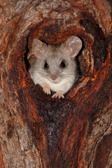 Poster - Acacia tree rat in a tree, Kalahari desert