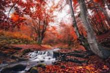Mystical Autumn Beech  Forest With Lots Of Red Fallen Leaves And A Small Mountain Creek With A Bridge.
