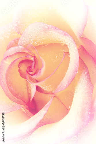 Fototapeta do kuchni Rose with water drops on petals, light toning, the vertical image