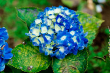 Many Blue Hydrangea Flowers Growing In The Garden