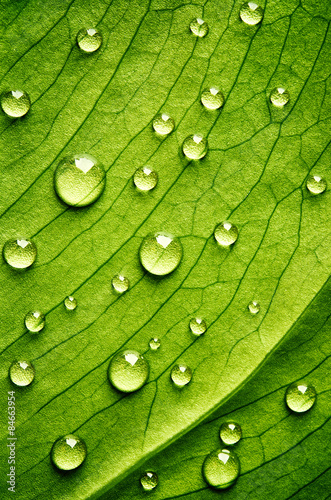 Naklejka na szybę Green leaf with drops of water