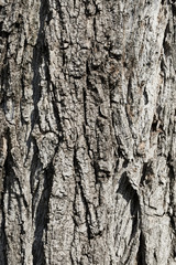 Sticker - Texture of bark tree