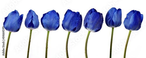 Obraz w ramie Dewy blue tulips isolated on white background