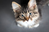 Fototapeta Koty - little fluffy kitten on a gray background