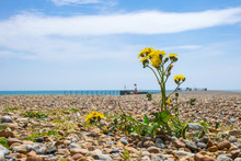 Dandelion Plant Growing On The Beach Amongst The Pebbles.
