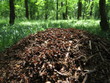 Ants in an anthill working in an oak forest.