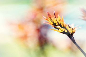 Fototapete - Fresh spring leaves on branch, close up