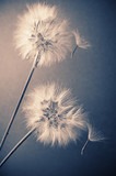 Fototapeta Dmuchawce - Two dandelions