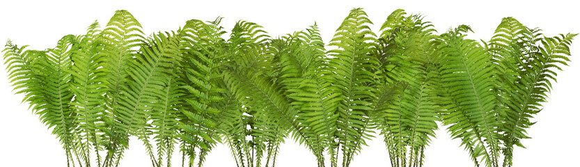 Wall Mural - forest wild fern isolated border
