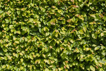 Hedge (hornbeam) - natural green, yellow, and red leaves wall - texture background.