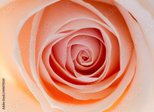 Dekoracja na wymiar  melancholijna-roza-w-kolorze-lososiowym