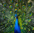 beautiful peacock