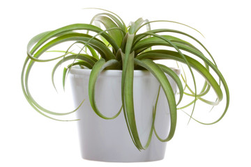 Tillandsia isolated on the white background