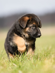 Canvas Print - German Shepherd Puppy