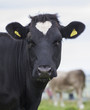 cow with heart marking in field