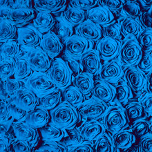 Beautiful Blue Roses