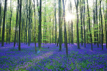 Beautiful Spring Forest With Carpet Of Bluebells Or Wild Hyacinths On A Sunny Day, Belgium, Halle