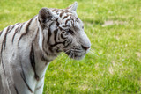Biały tygrys bengalski