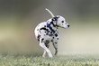 Beautiful portrait of a Dalmatian dog.