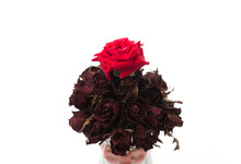 Dry Rose And Red Rose