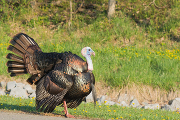 Wall Mural - Wild Turkey