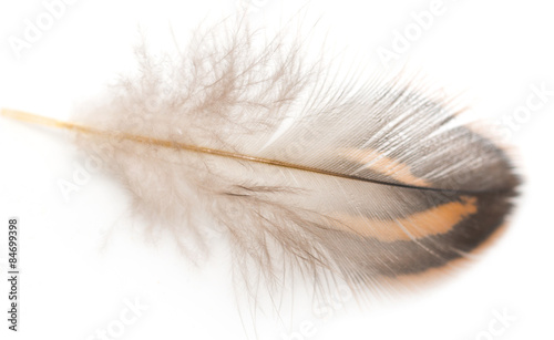 Foto-Schiebegardine mit Schienensystem - brown feathers on a white background (von studybos)