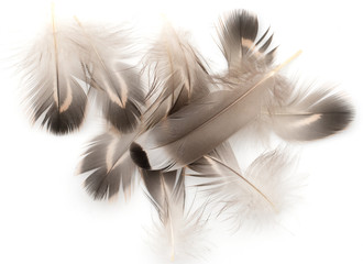 Obraz na płótnie natura ptak obiekt pióro