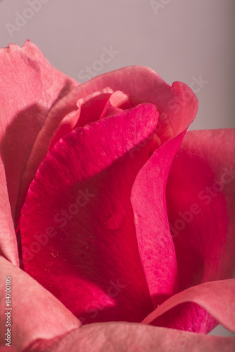 Naklejka na szybę Rose flower macro