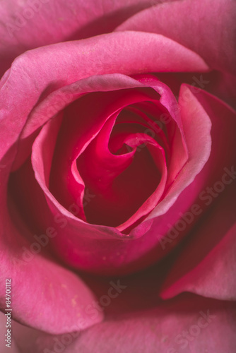 Nowoczesny obraz na płótnie Rose flower macro