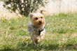Playful Yorkshire terrier running.
