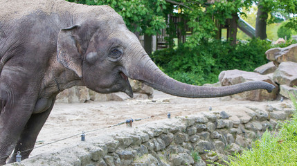 Elephant reaching for the fresh green bushes