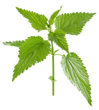 Nettle Isolated On The White Background