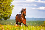 Fototapeta Konie - beautiful horse jumps on a green meadow