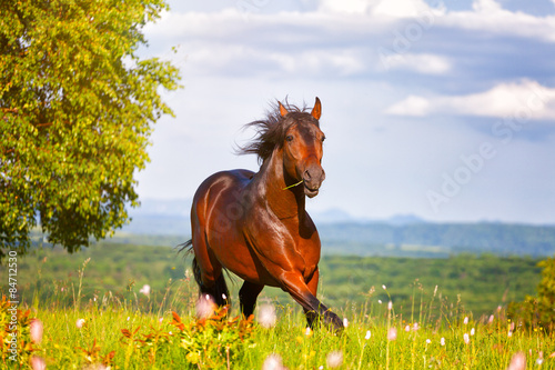 Foto-Tischdecke - beautiful horse jumps on a green meadow (von Shchipkova Elena)