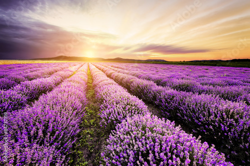 Naklejka na szafę Lavender Sunrise