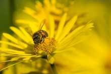 Honey Bee Pollinating Yellow Daisy Flowers In The Spring