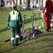 City park gardeners planting trees