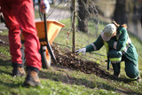 Fototapeta  - Woman in uniform planting a tree in a public park