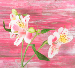  flower on wood background