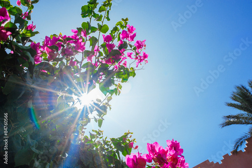 Cuadros en Lienzo Flowering bougainvillea trees in the summer park