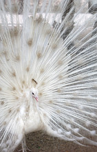 Beautiful Albino Peacock Spread Tail-feathers