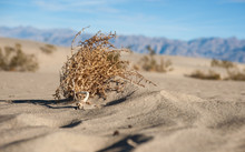 Sagebrush In Desert Sand