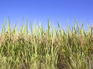 Wall Mural - rice fields