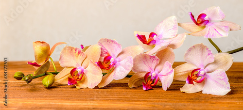 Fototapeta na wymiar beautiful composition of blooming twig orchid flower, phalaenops