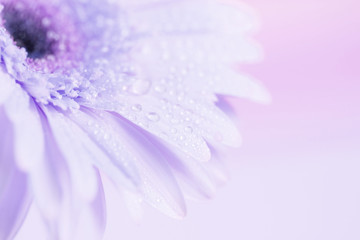 Wall Mural - close up and selective focus of sweet pink gerbera flower with