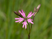 Lychnis Flos-cuculi, Ragged Robin, Pink Wild Flower.
