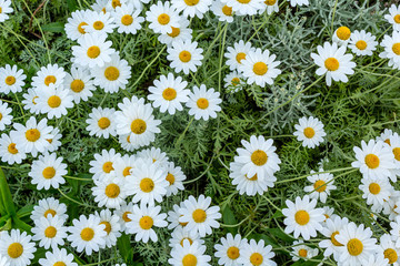 Poster - Spring daisies close up background