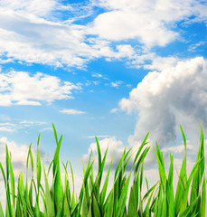 Wall Mural - Beautiful sky with grass