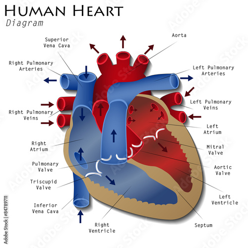 Naklejka na szafę Human Heart Diagram