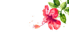 Vector Background With Red Watercolor Hibiscus